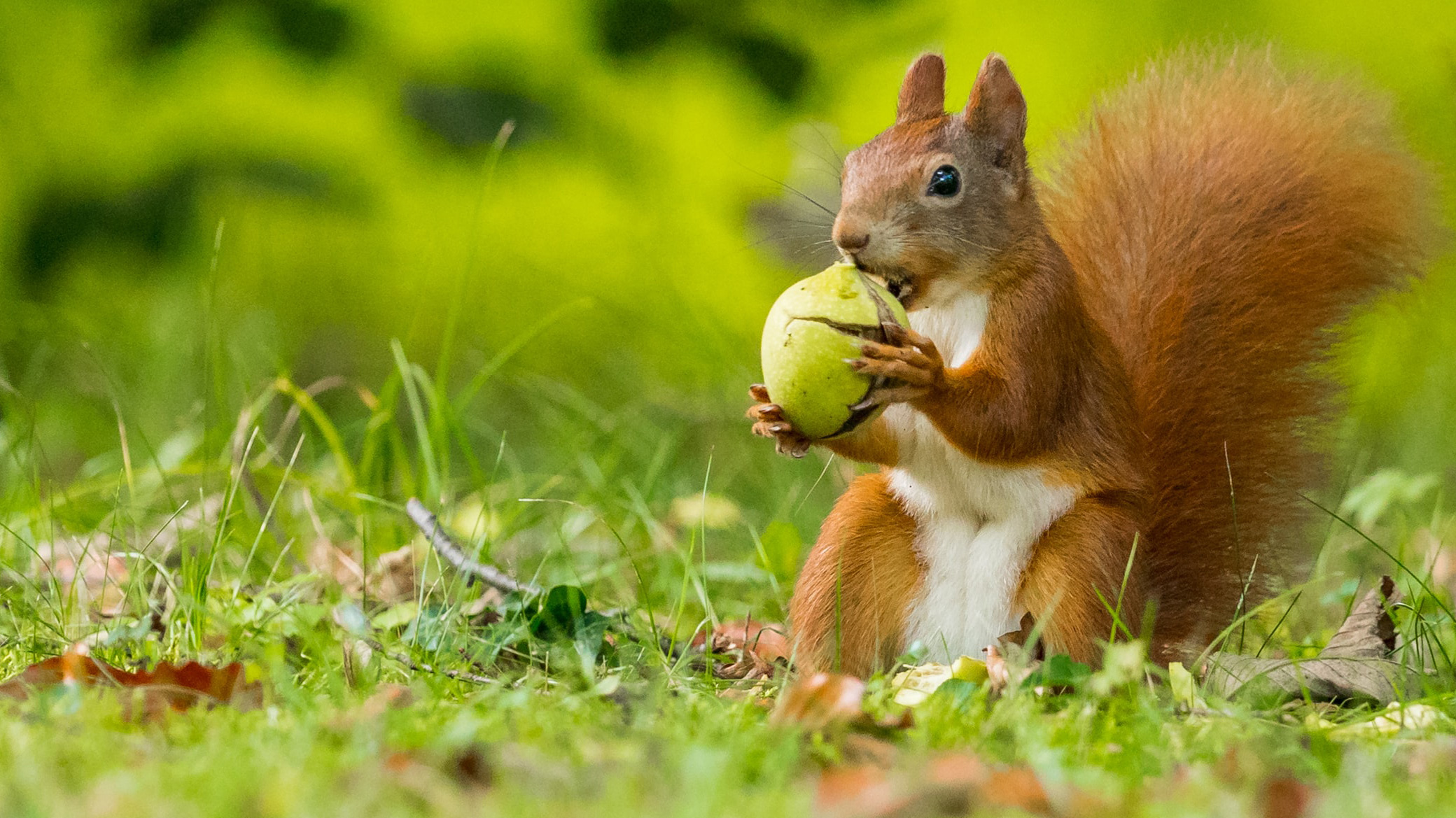 A squirrel holding a nut in the Czech Republic