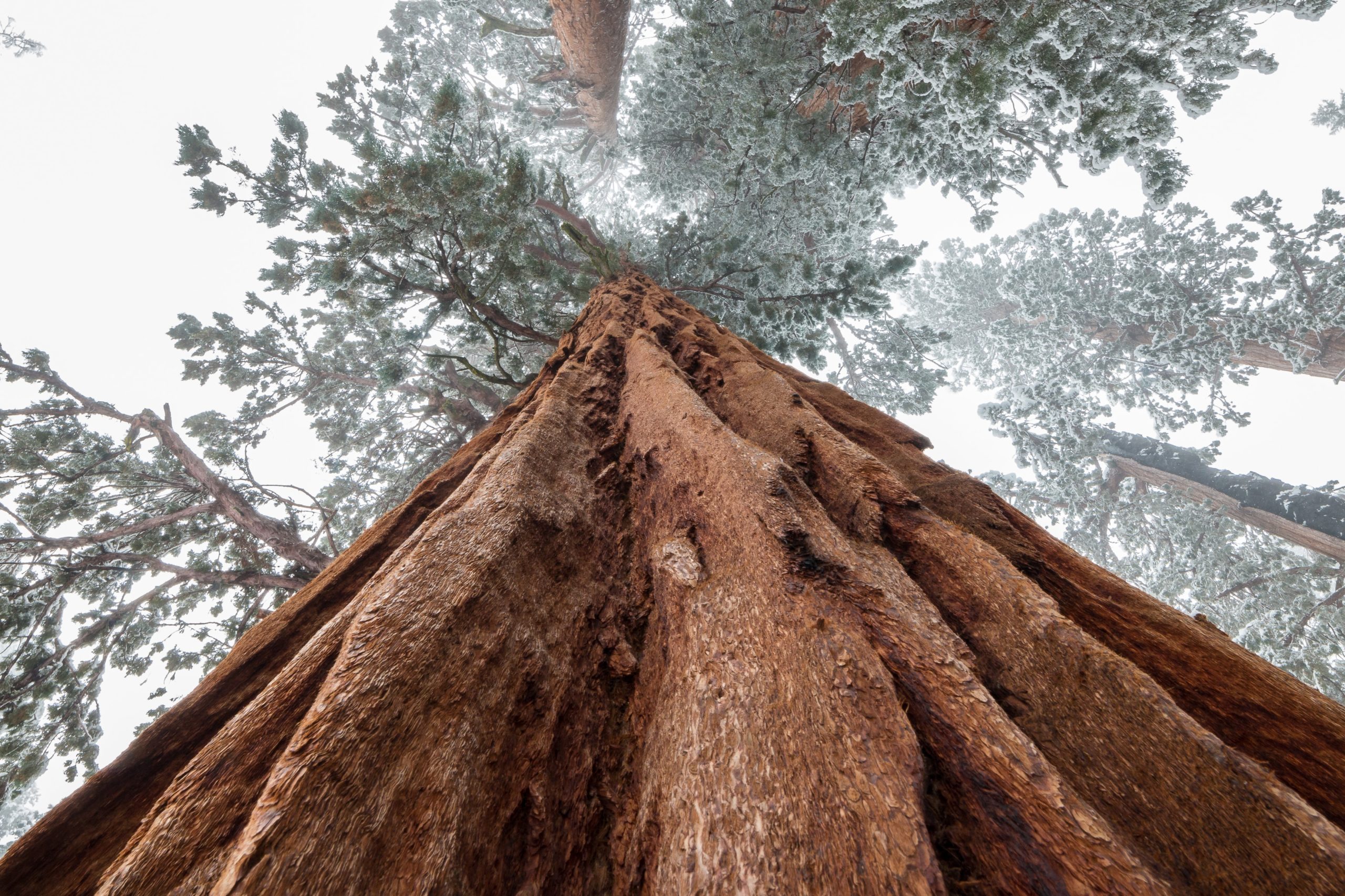 A tree in Sequoia National Park, by Nina Luong on Unsplash